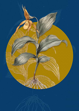 Yellow Slipper Orchid