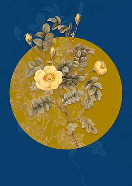 Yellow Sweetbriar Rose