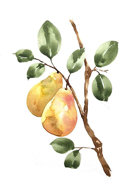 Fruit