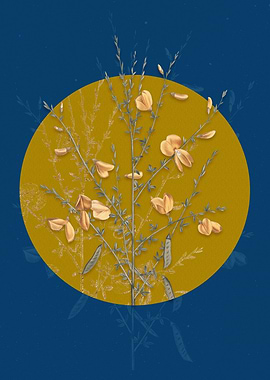 Yellow Broom Flowers