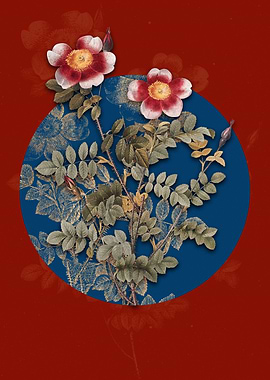 Variegated Burnet Rose