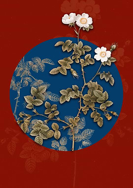 White Sweetbriar Rose