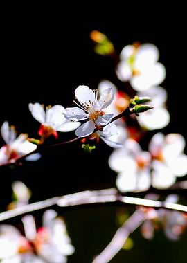 White Apricot Flowers