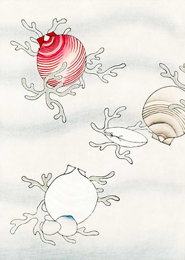 Shell fish illustration