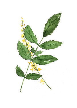 Botanical