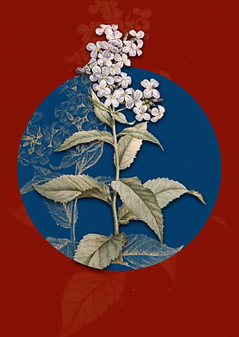 White Gillyflower Bloom