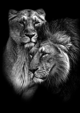 Lions Love black poster