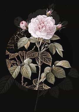 Vintage Rosa Alba Flowers