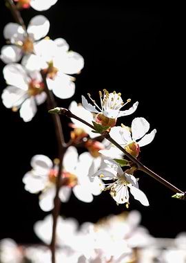 Sunlit Apricot Flowers