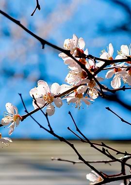 Delicate Japanese Apricot