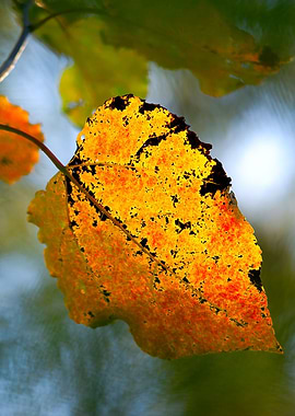 Yellow Aspen Leaf In Fall