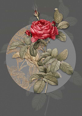 Vintage Red Gallic Rose