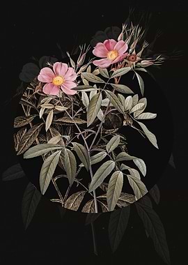 Vintage Pink Swamp Roses