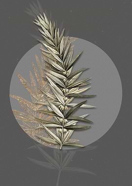 Whorled Solomons Seal