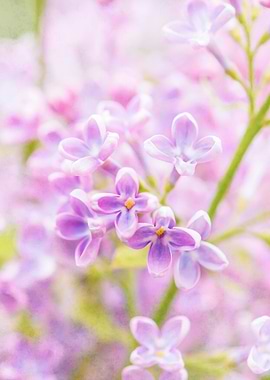 Cluster Of Pink Lilacs