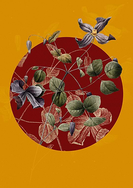 Virgins Bower Flowers