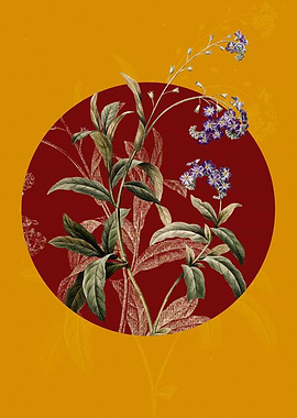 Water Forget me not Flower