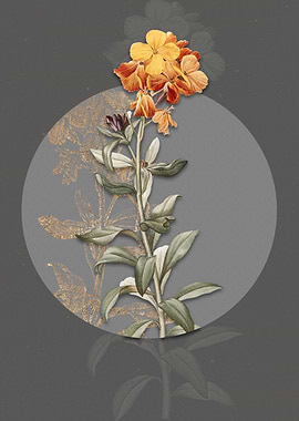 Yellow Wallflower Bloom