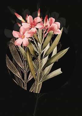 Antique Oleander Flowers