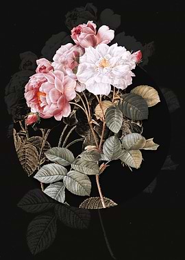 Vintage Pink Damask Rose