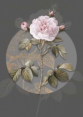 Vintage Rosa Alba Flower