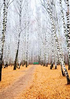 Green Bench In Autumn