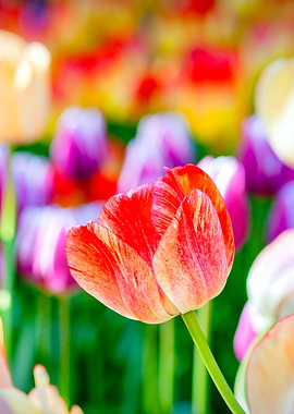 Impressive Tulip Flower