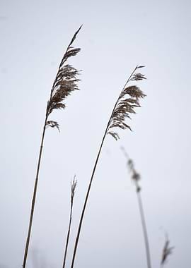 Pampas Grass III