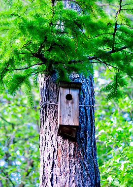 Birdhouse On A Larch Tree