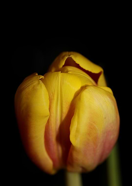 Tulipa flower macro prints