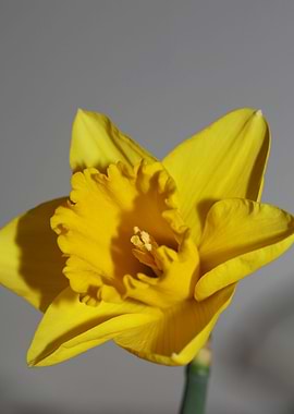 Narcissus pseudonarcissus
