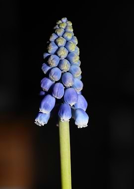 Muscari neglectum closeup