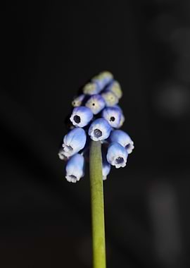 Muscari neglectum closeup