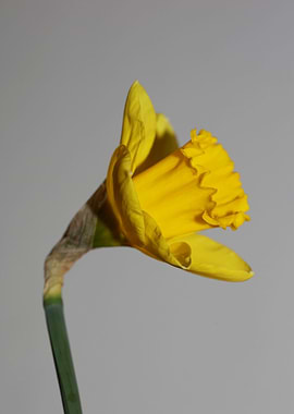 Narcissus pseudonarcissus