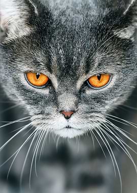 Grey Cat