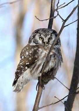 Boreal owl breakfast