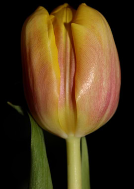 Tulipa flower macro prints