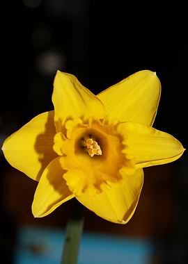 Narcissus pseudonarcissus