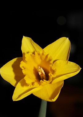 Narcissus pseudonarcissus
