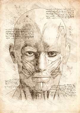 Human Head Face Muscles