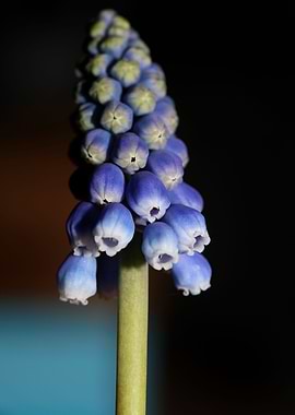 Muscari neglectum closeup