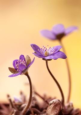 Purple Flowers
