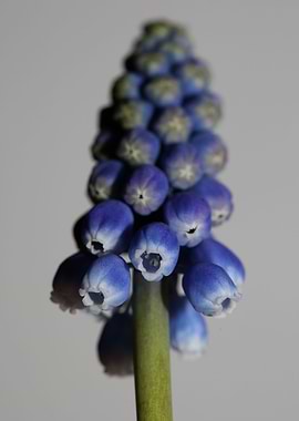 Muscari neglectum closeup