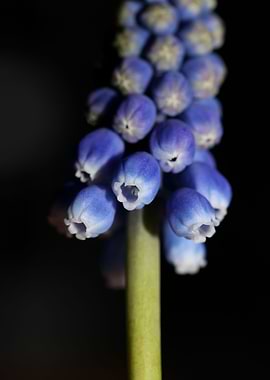 Muscari neglectum closeup