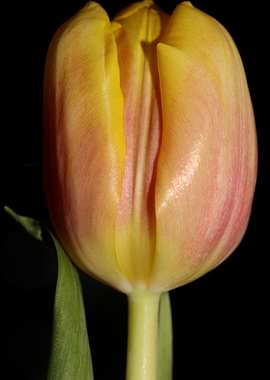 Tulipa flower macro prints