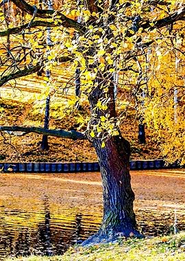 Oak Tree In Golden Autumn