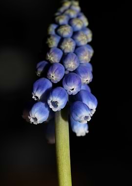 Muscari neglectum closeup