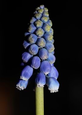 Muscari neglectum closeup