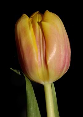 Tulipa flower macro prints