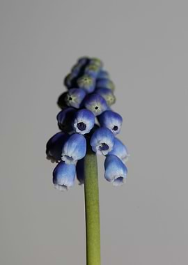 Muscari neglectum closeup
